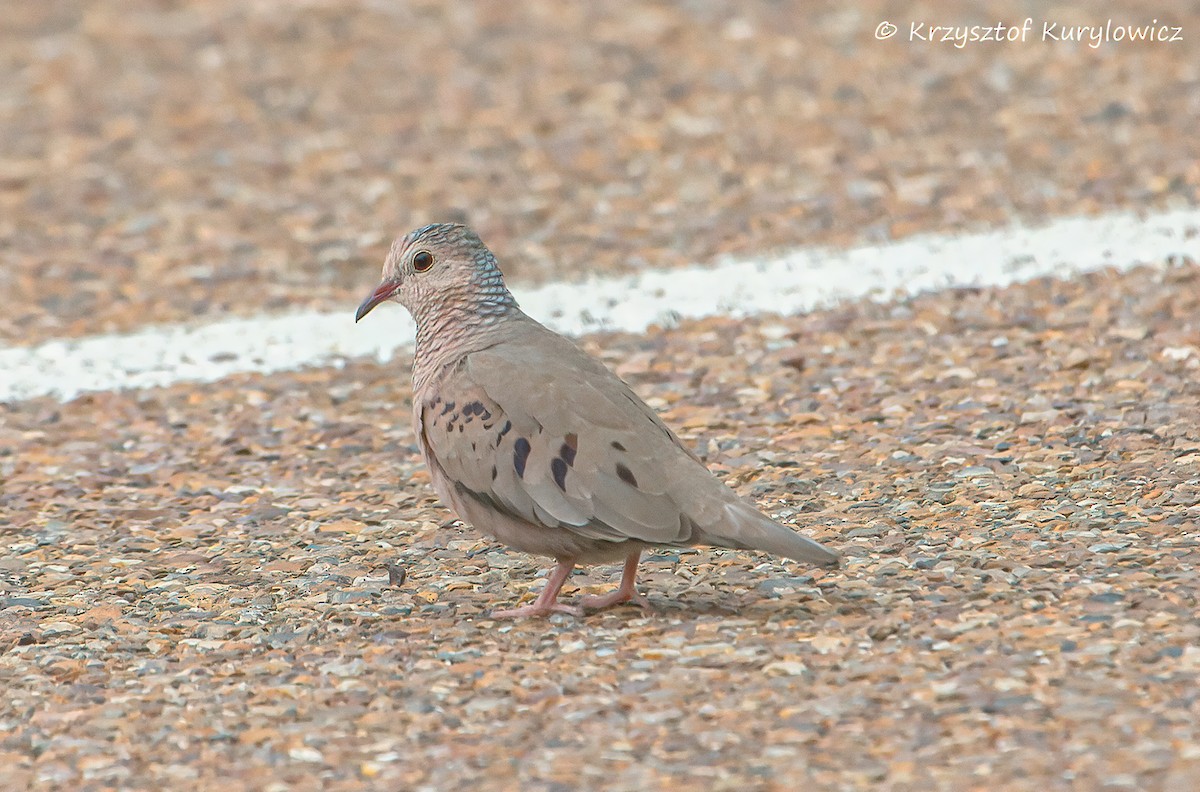 Common Ground Dove - ML636586920