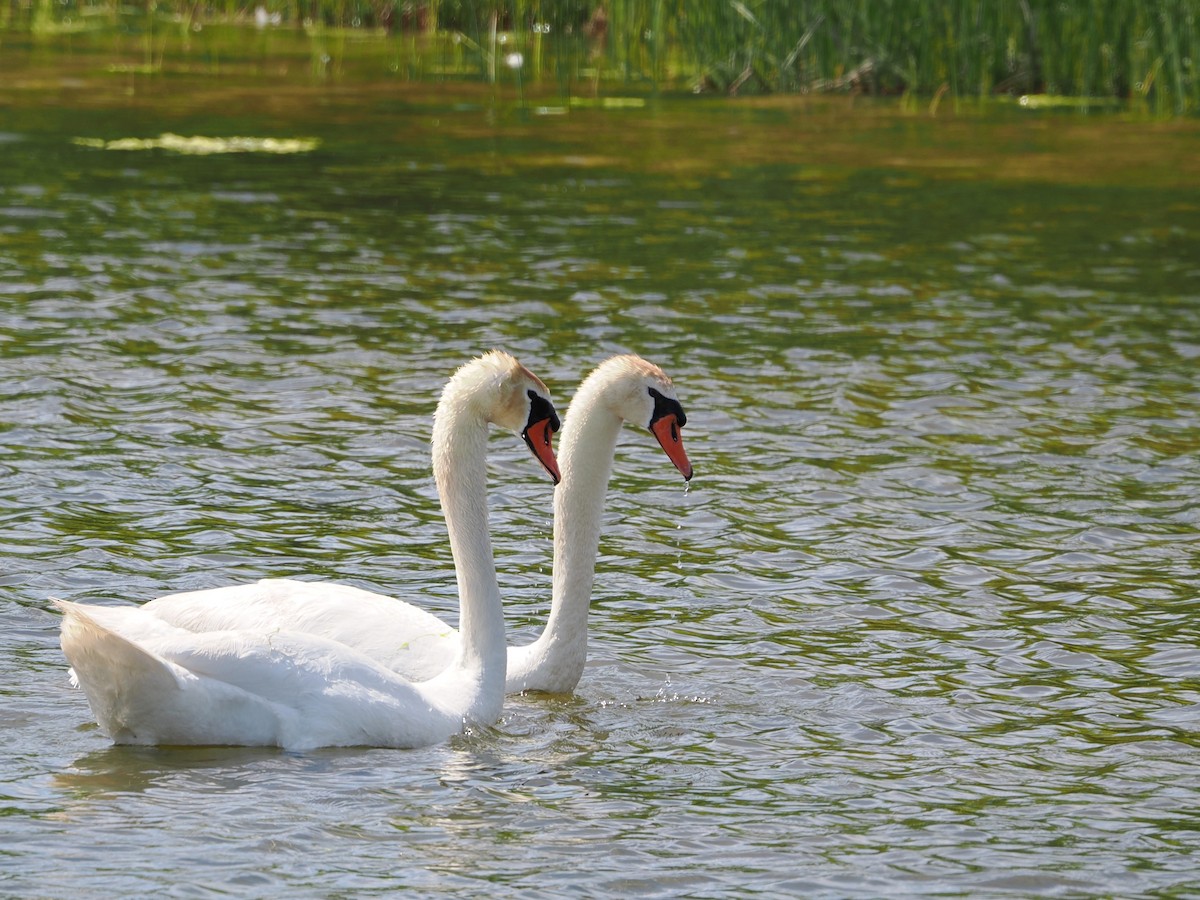 Mute Swan - ML636586928