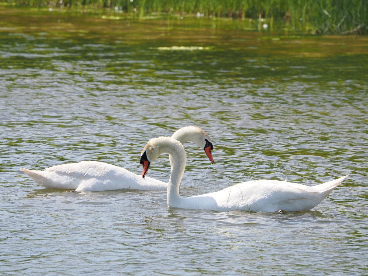 Mute Swan - ML636586929