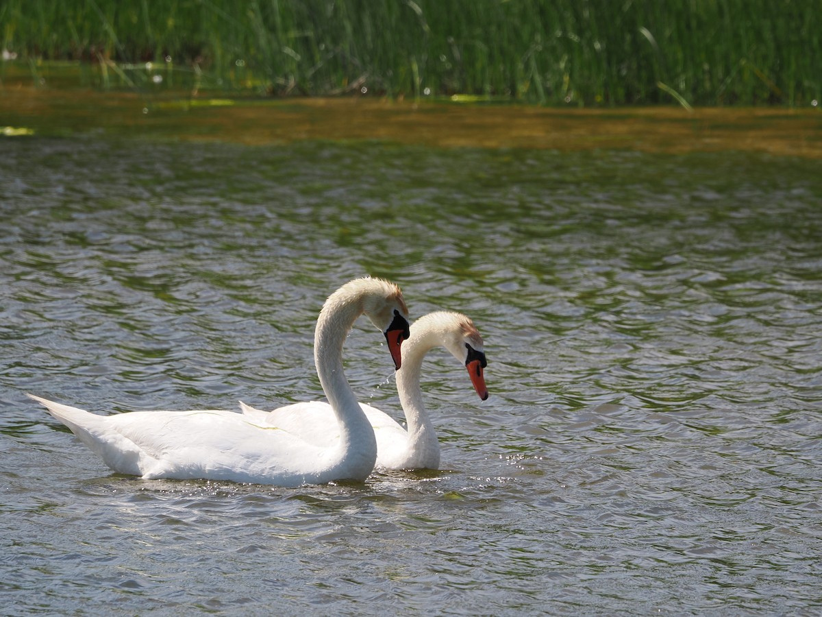Mute Swan - ML636586930