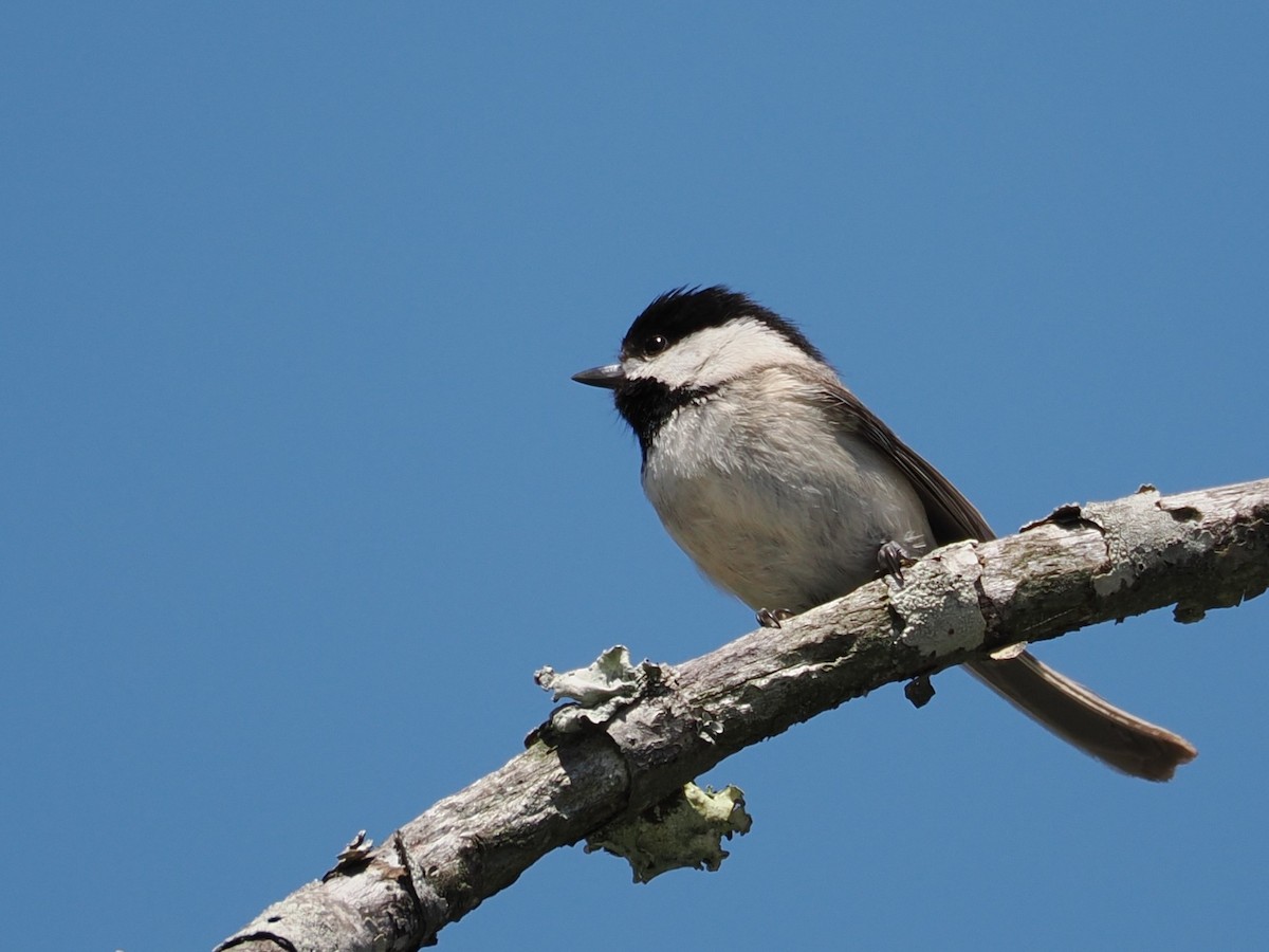 Carolina Chickadee - ML636586974