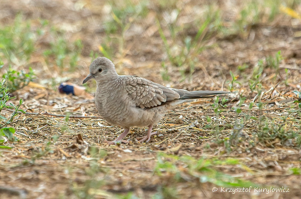Inca Dove - ML636586978