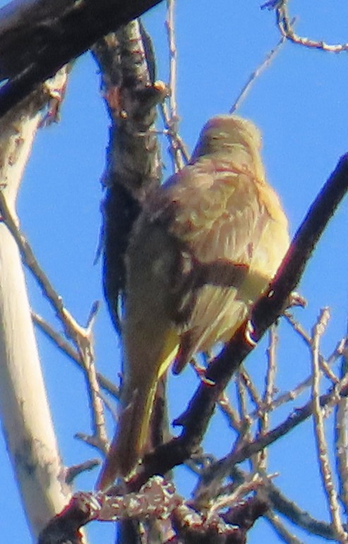 passerine sp. - ML636587024