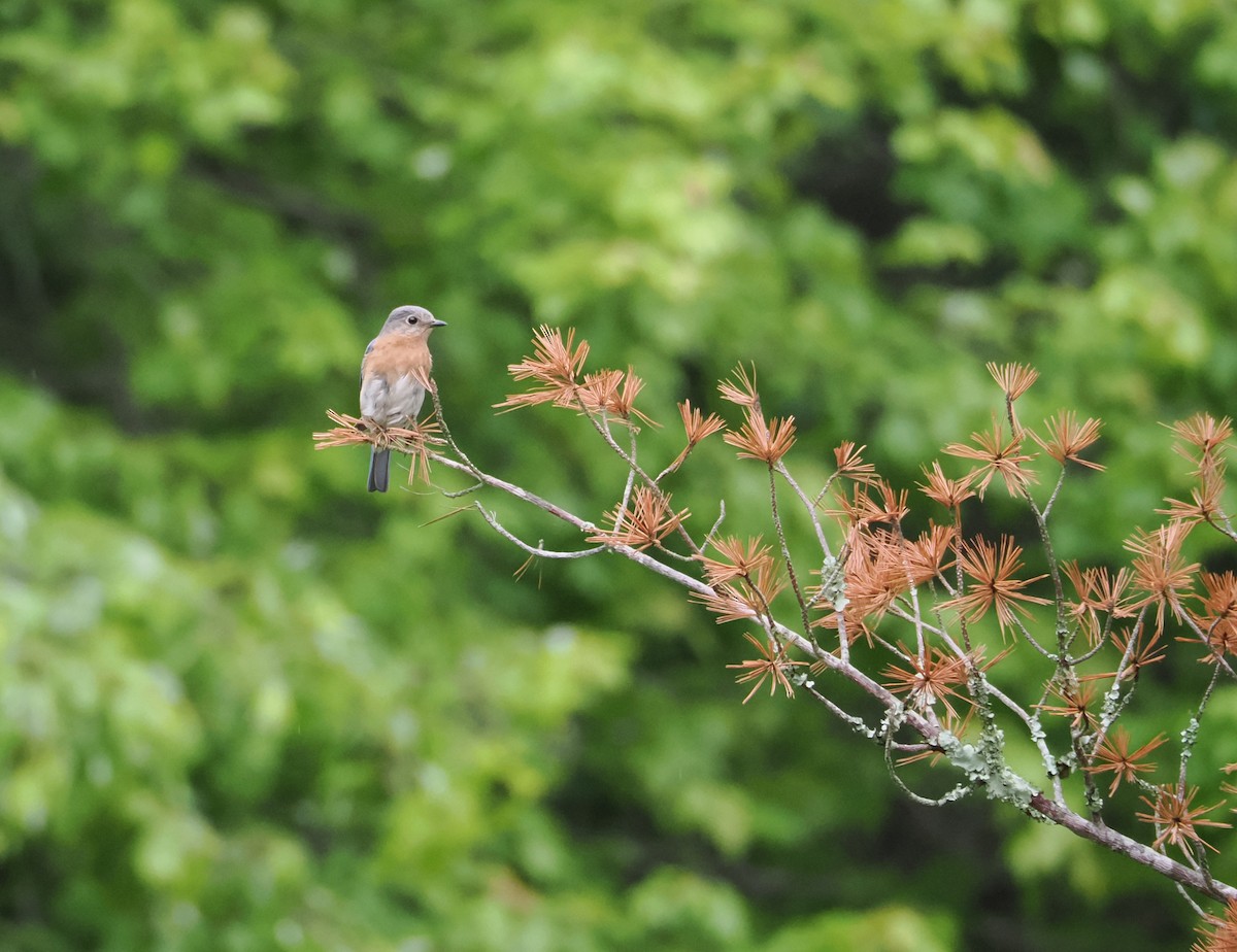 Eastern Bluebird - ML636587042