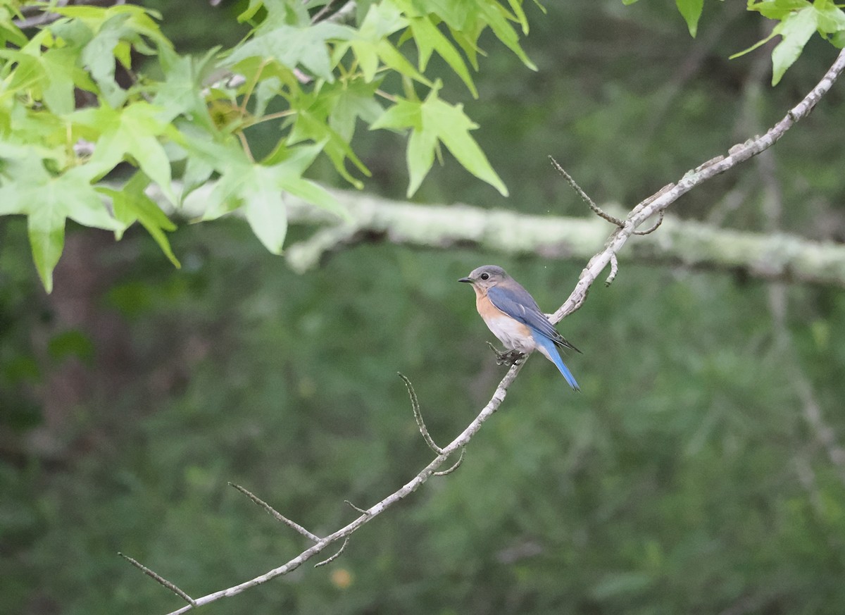 Eastern Bluebird - ML636587045