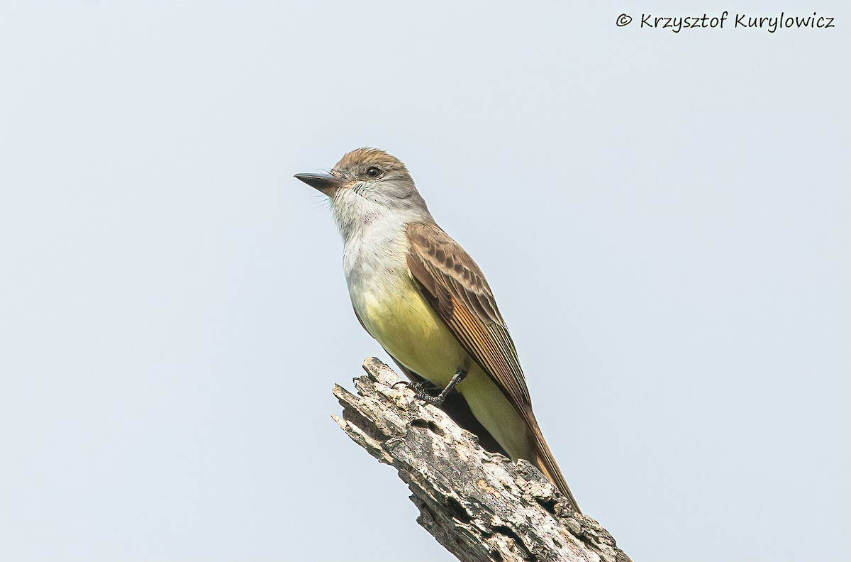 Brown-crested Flycatcher - ML636587047
