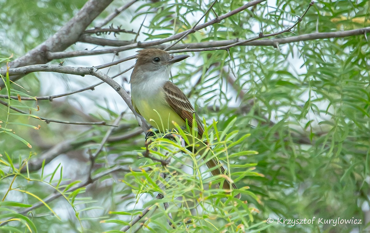 Brown-crested Flycatcher - ML636587048