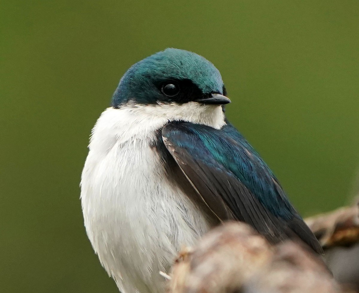 Tree Swallow - ML636587053