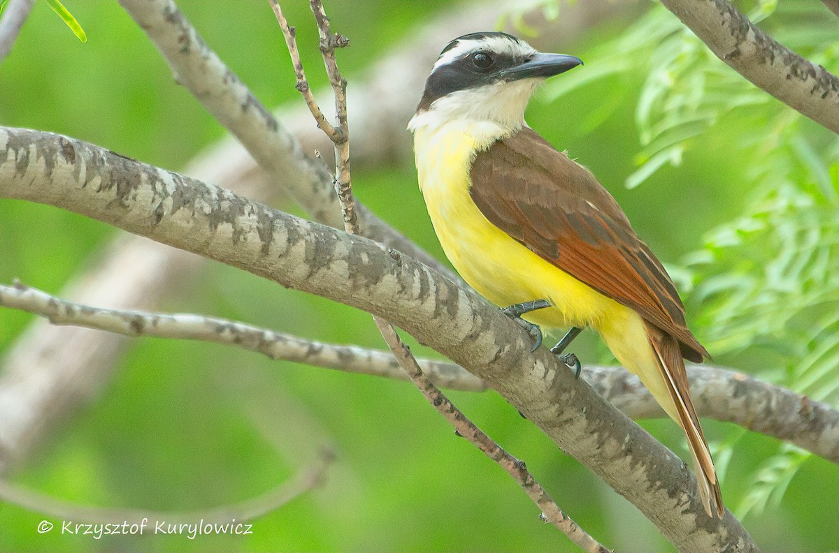Great Kiskadee - ML636587060