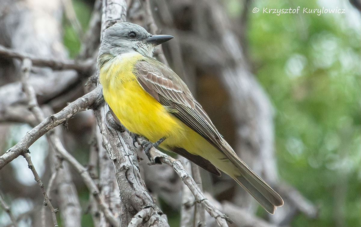 Couch's Kingbird - ML636587082