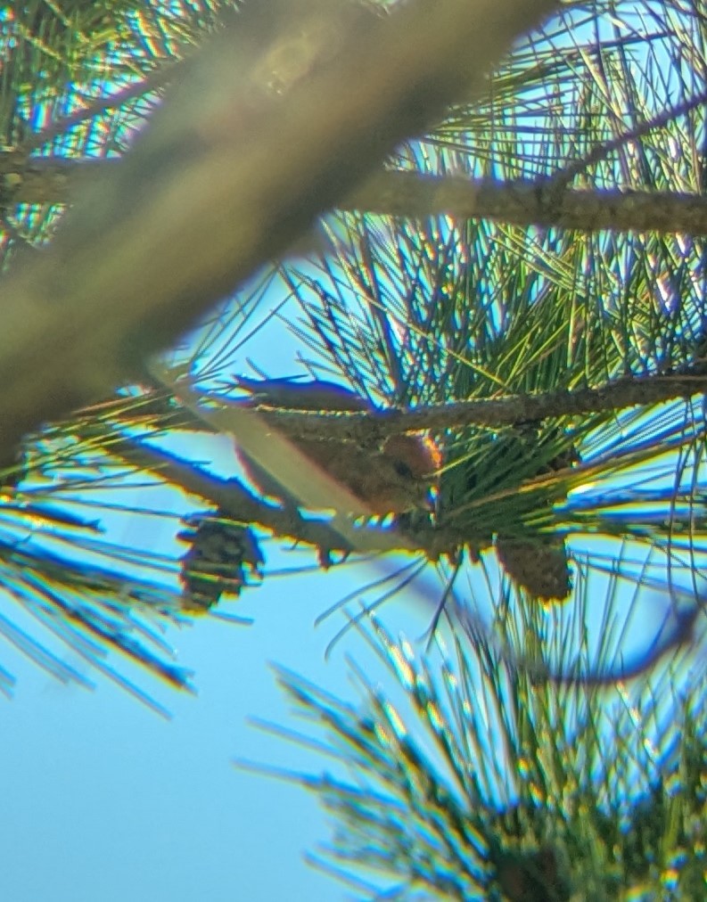Red Crossbill - ML636587091
