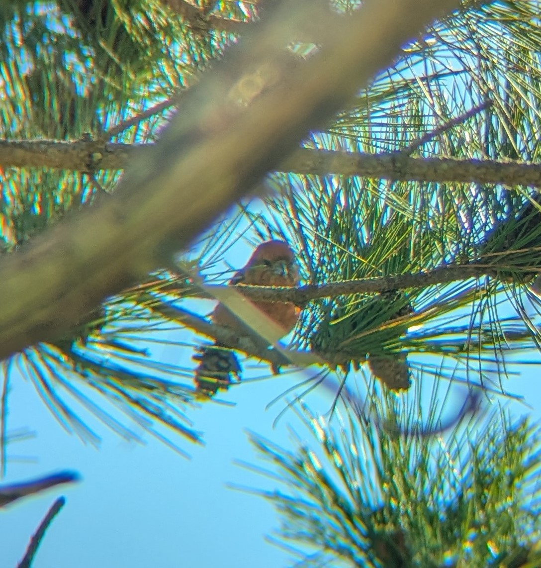Red Crossbill - ML636587092