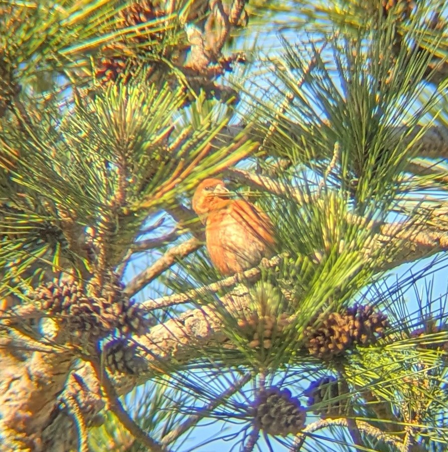 Red Crossbill - ML636587093