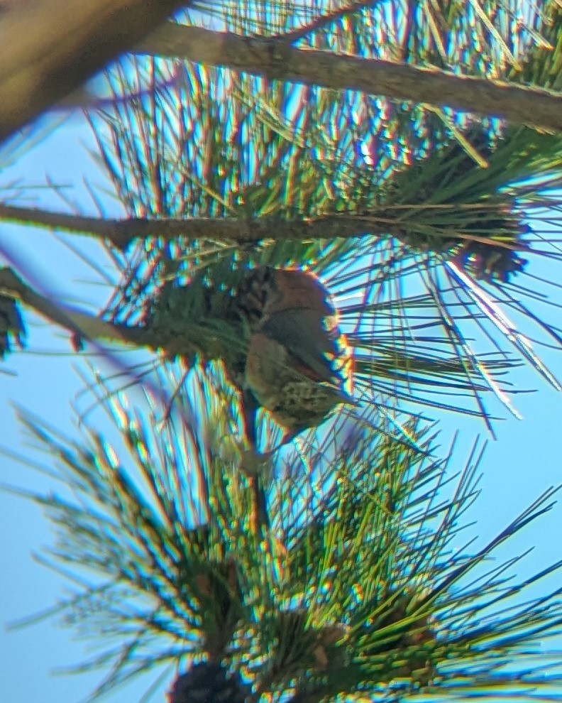 Red Crossbill - ML636587094