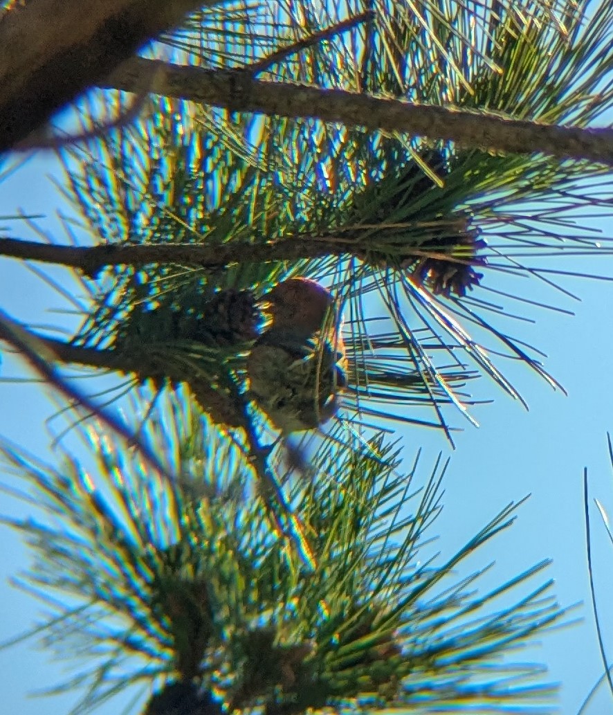 Red Crossbill - ML636587095