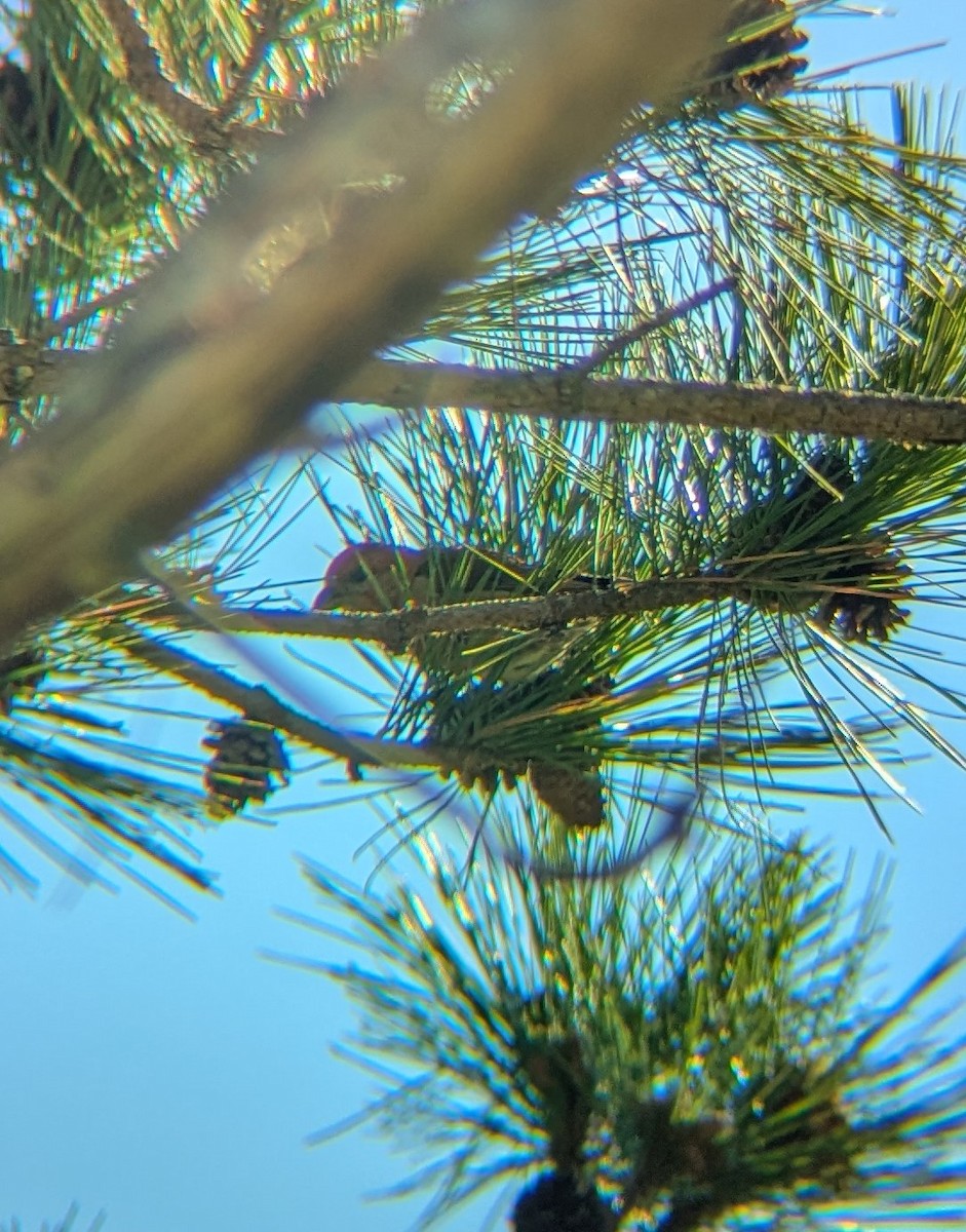 Red Crossbill - ML636587097