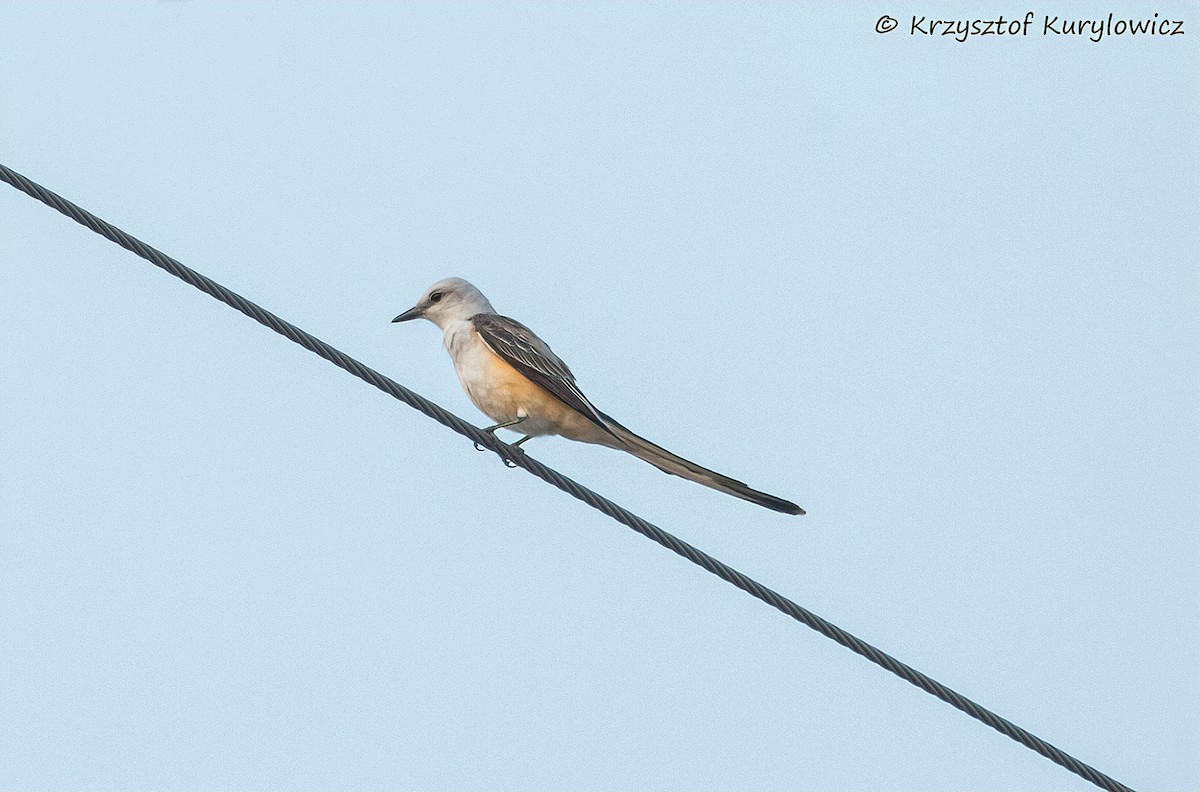 Scissor-tailed Flycatcher - ML636587104