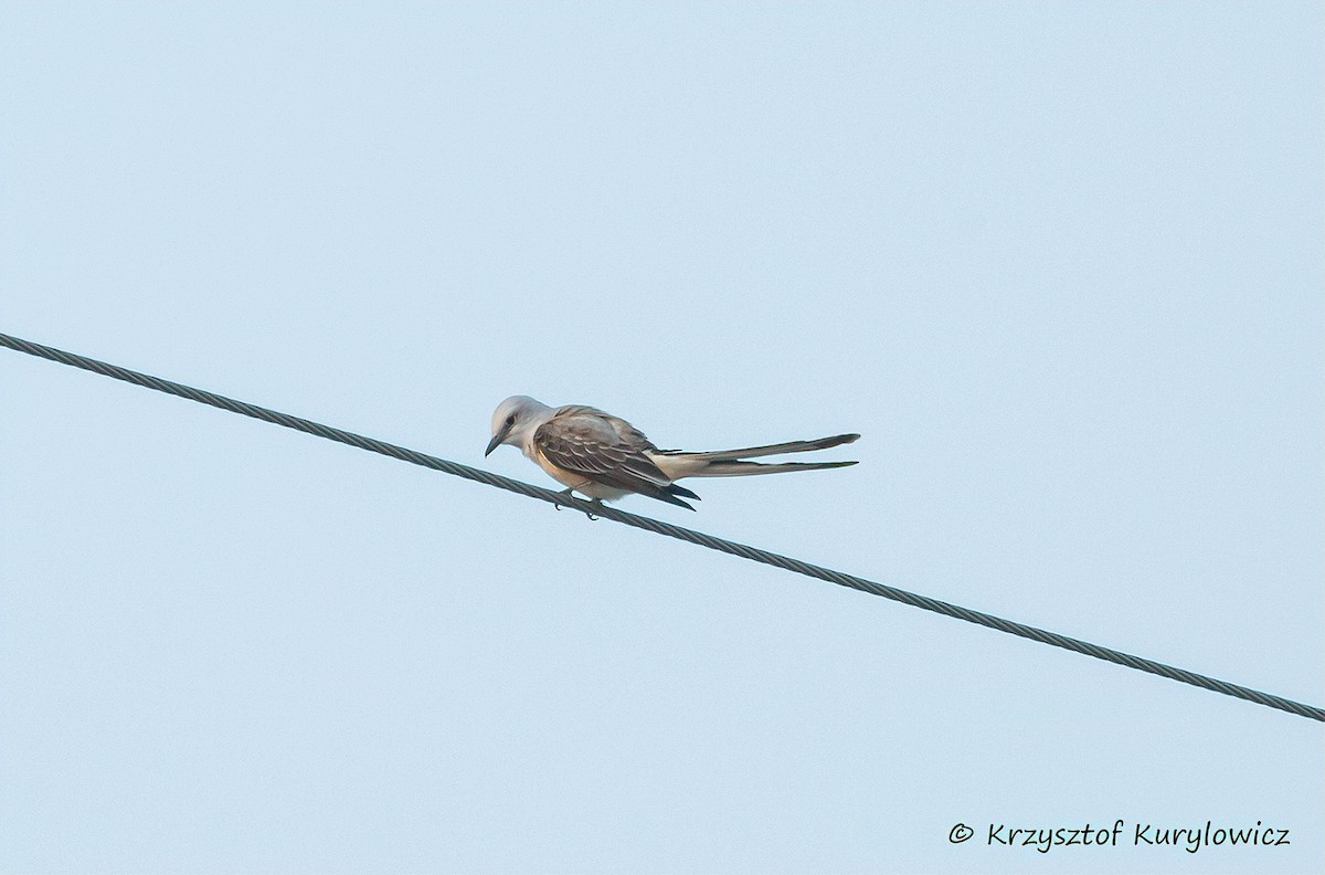 Scissor-tailed Flycatcher - ML636587105