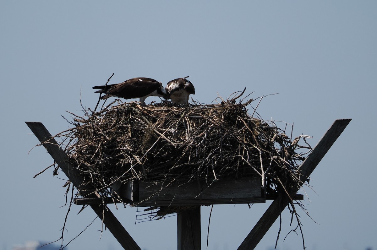 Osprey - ML636587149