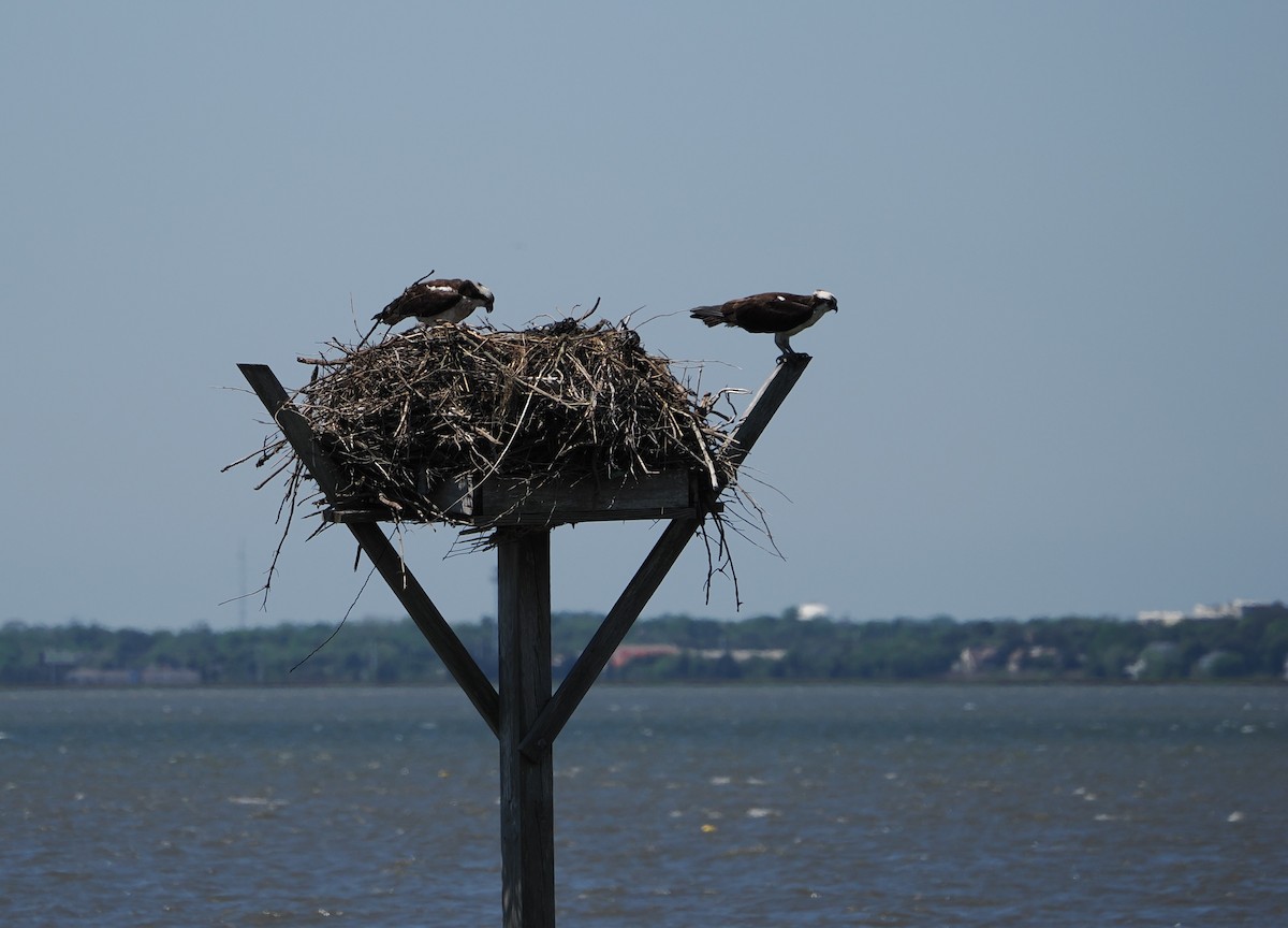 Osprey - ML636587150