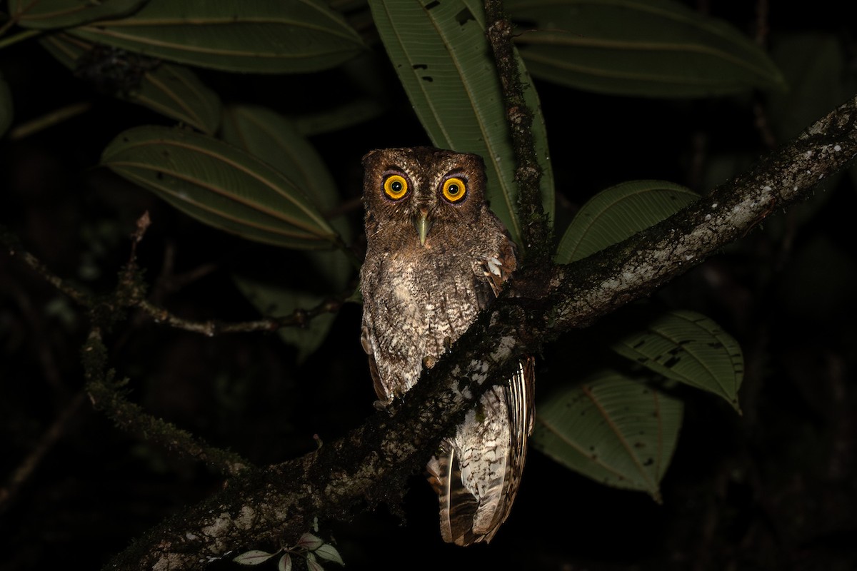 Foothill Screech-Owl - ML636587151