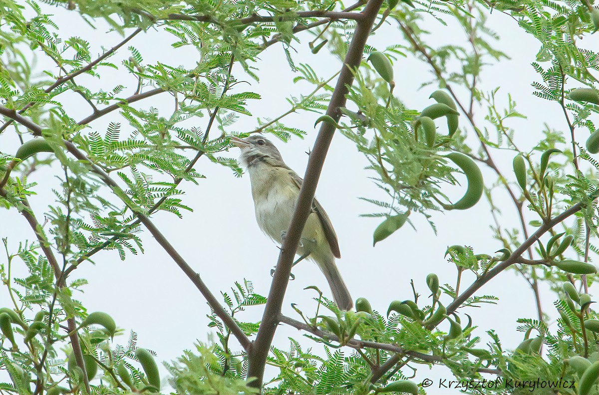 Bell's Vireo - ML636587153