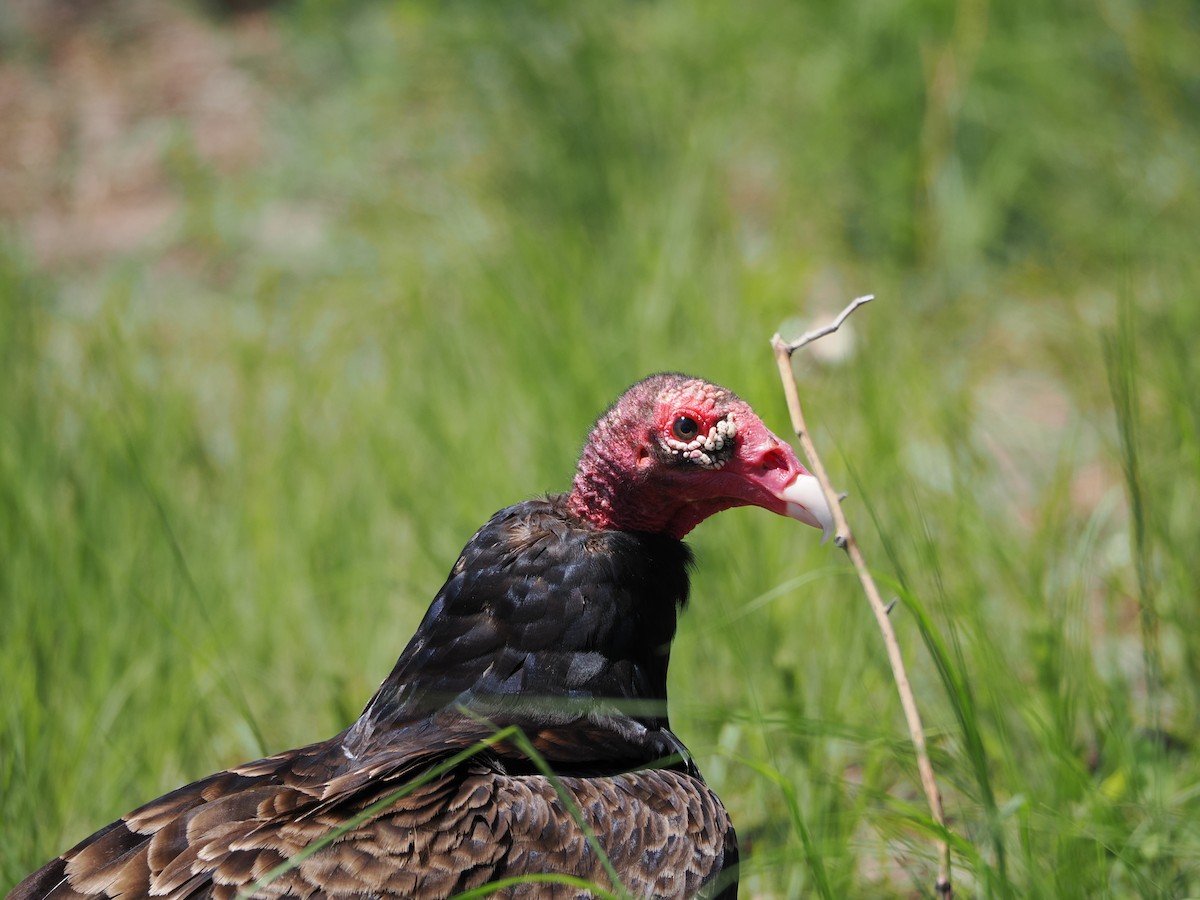 Turkey Vulture - ML636587187