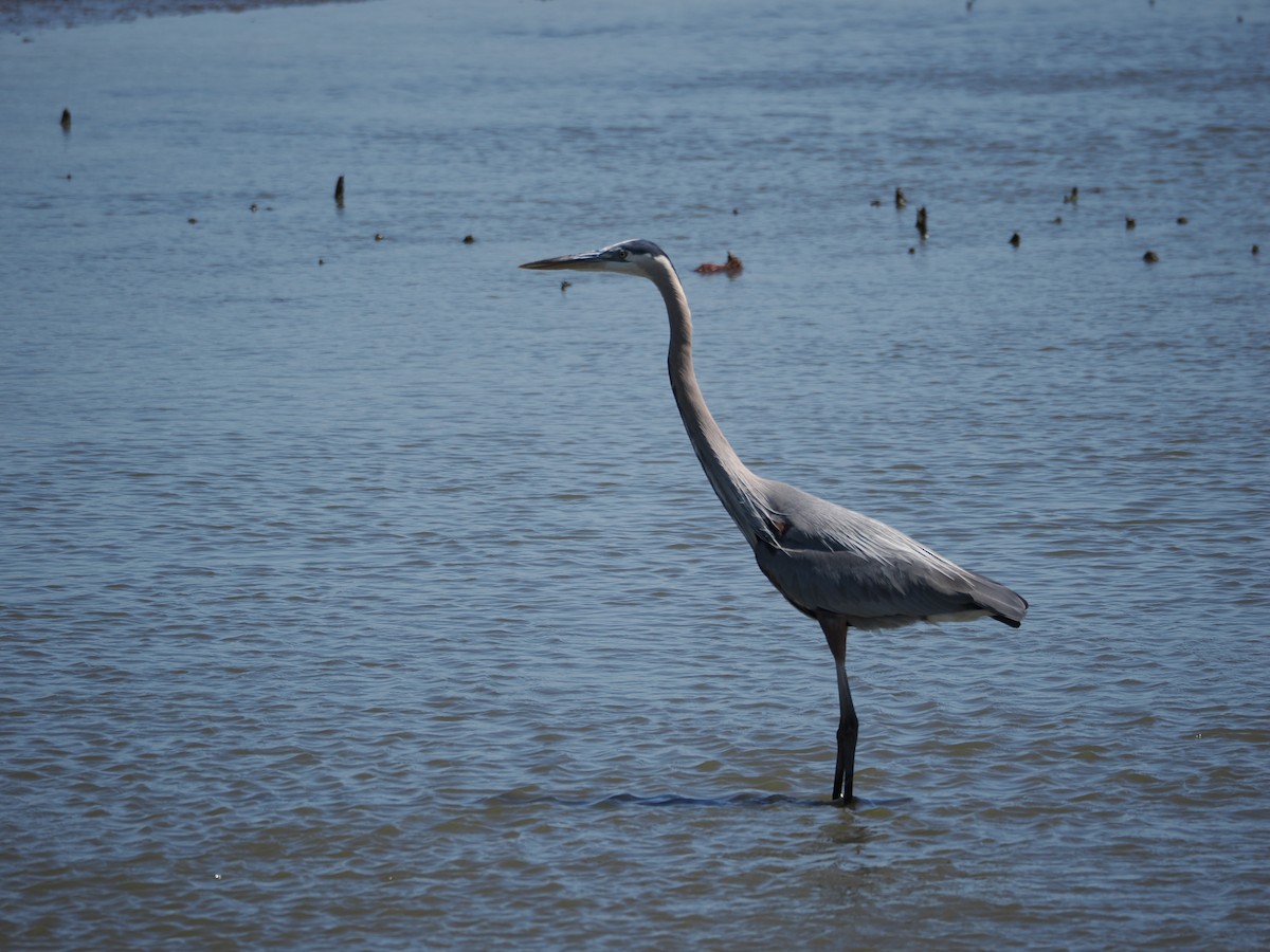 Great Blue Heron - ML636587247