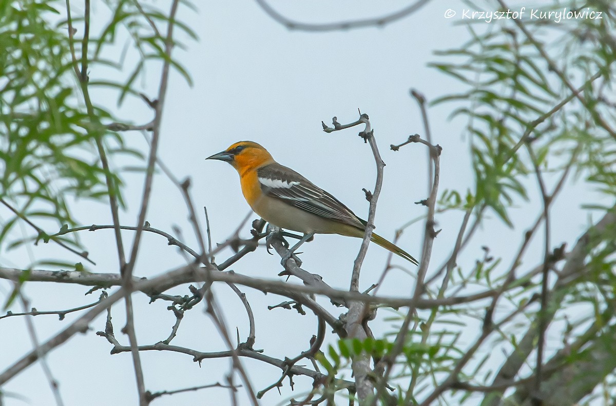 Bullock's Oriole - ML636587263