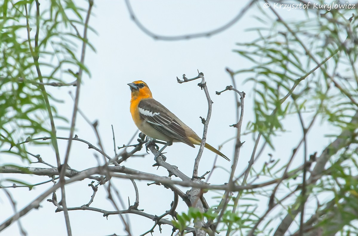 Bullock's Oriole - ML636587264