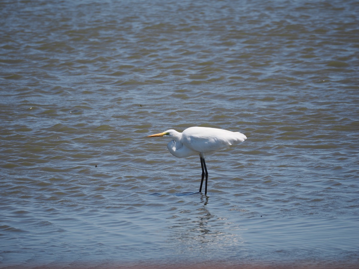 Great Egret - ML636587282