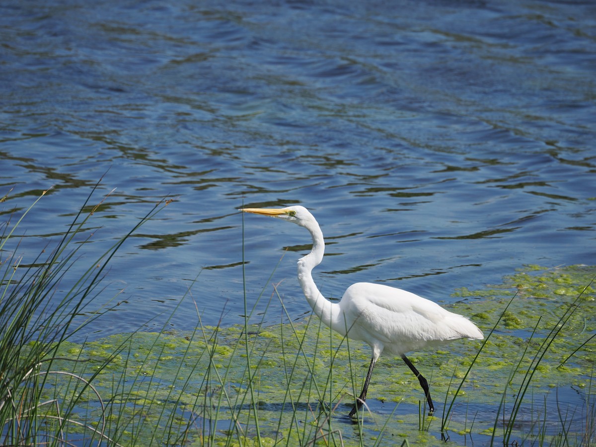 Great Egret - ML636587283