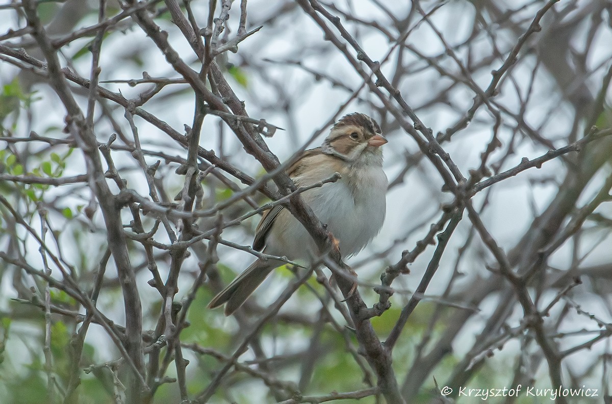 Clay-colored Sparrow - ML636587289
