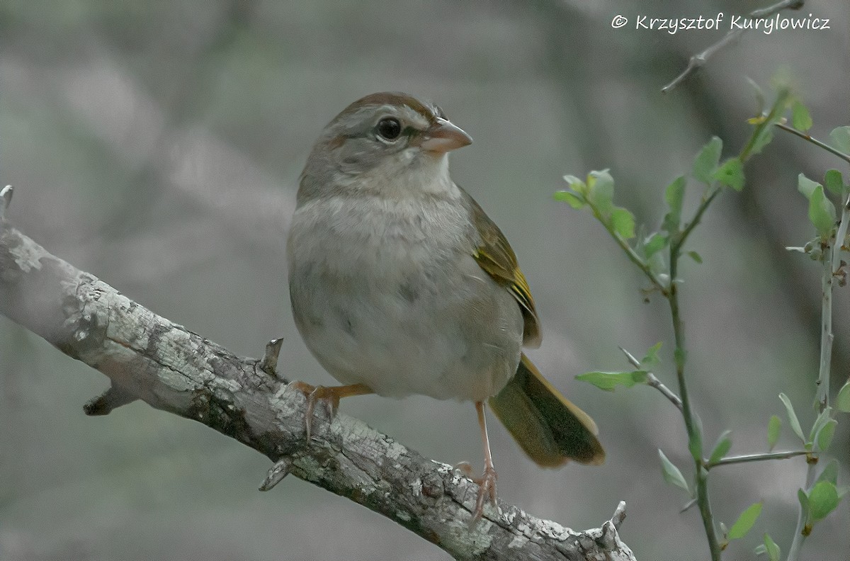 Olive Sparrow - ML636587318