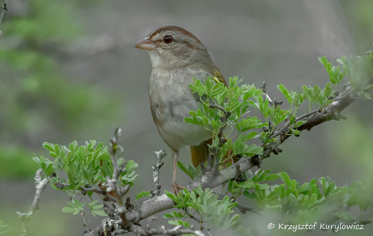 Olive Sparrow - ML636587319