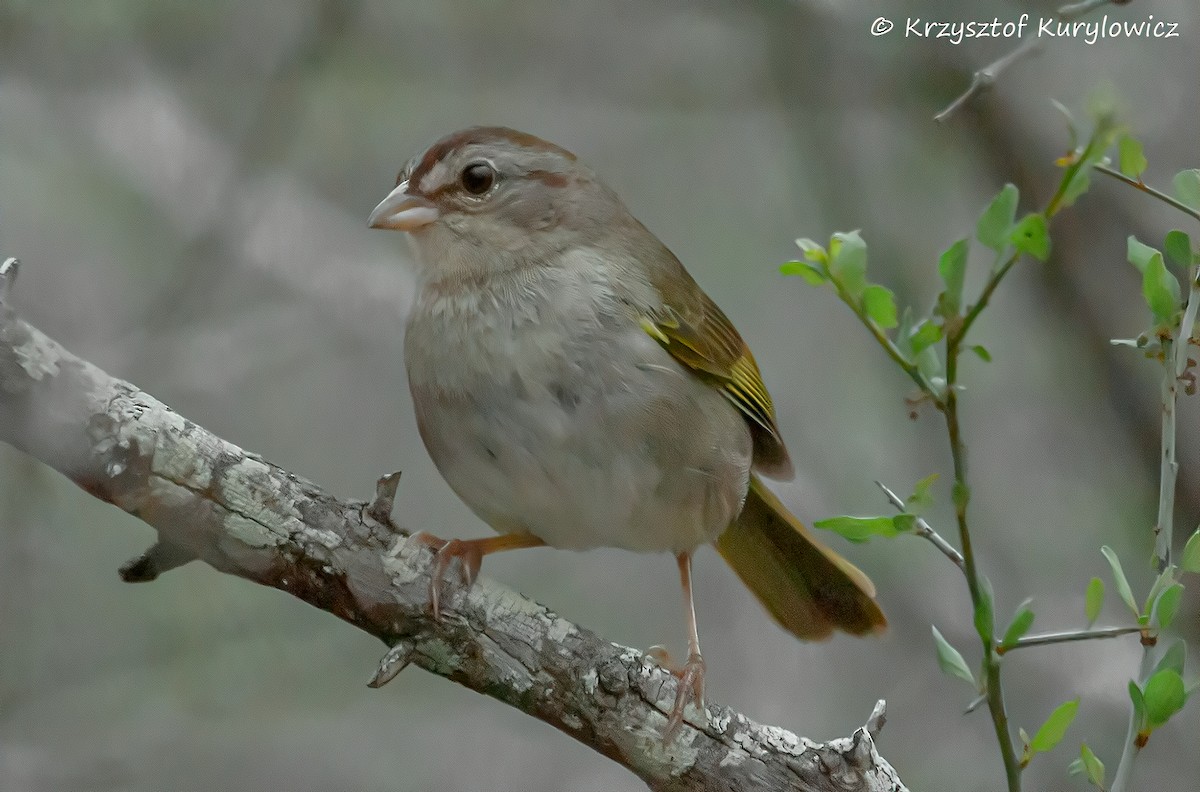Olive Sparrow - ML636587320