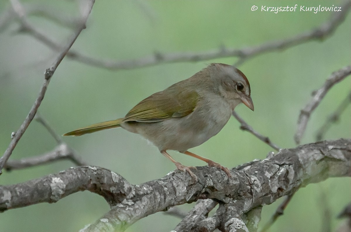 Olive Sparrow - ML636587321