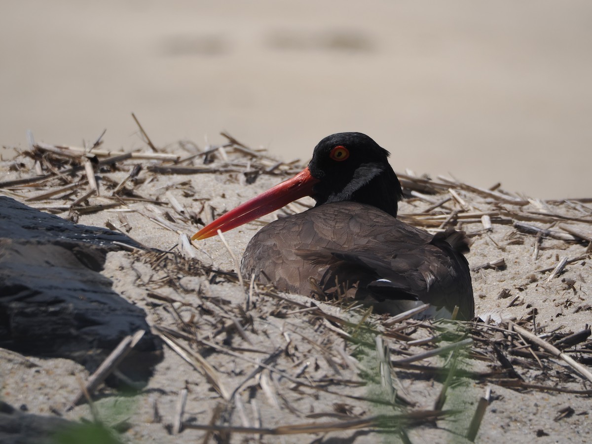 American Oystercatcher - ML636587335