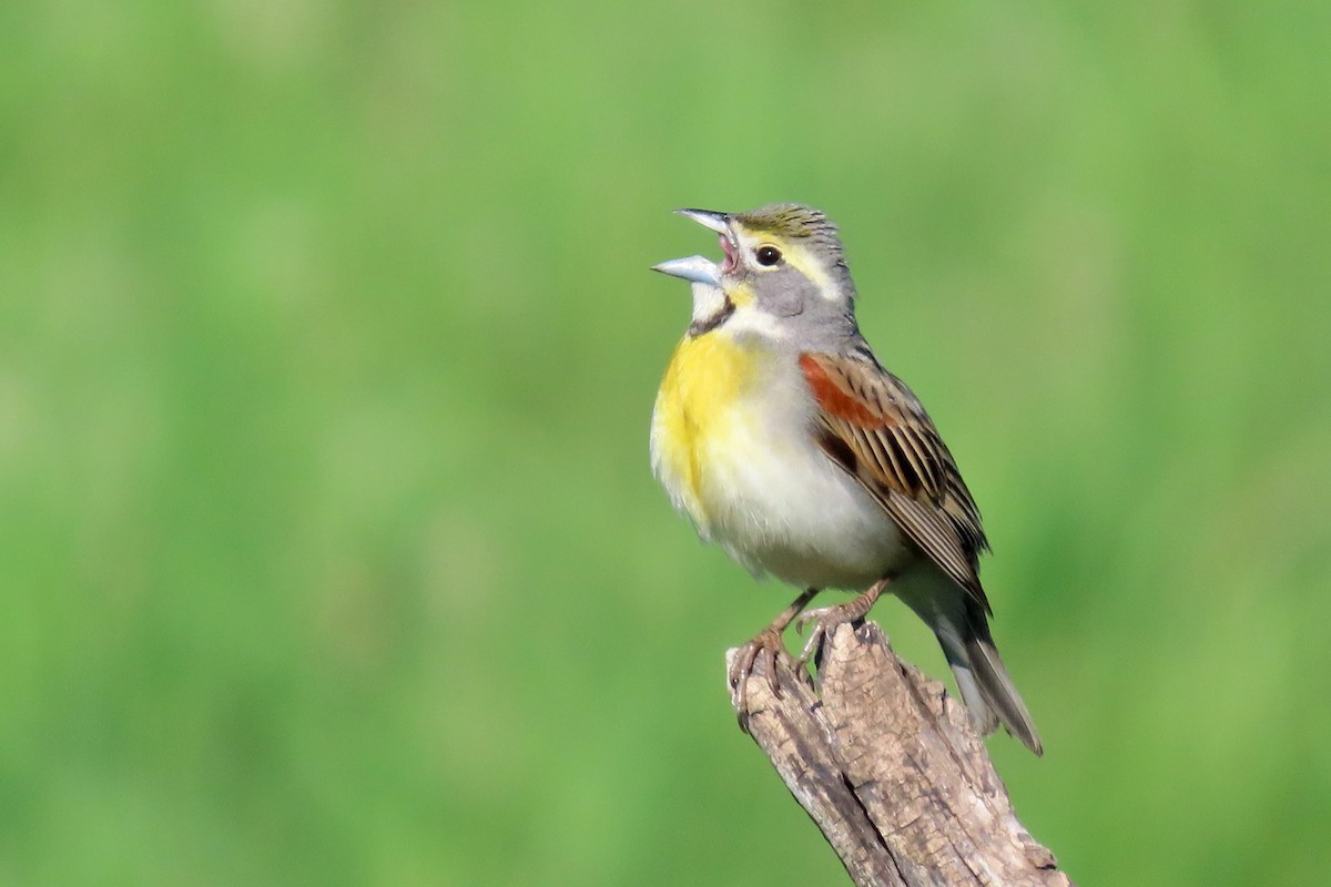 Dickcissel - ML636587345
