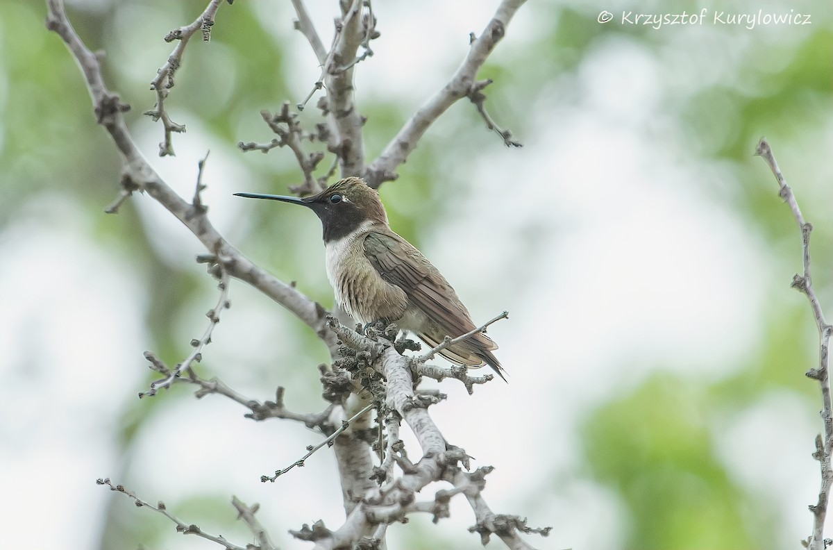 Black-chinned Hummingbird - ML636587365