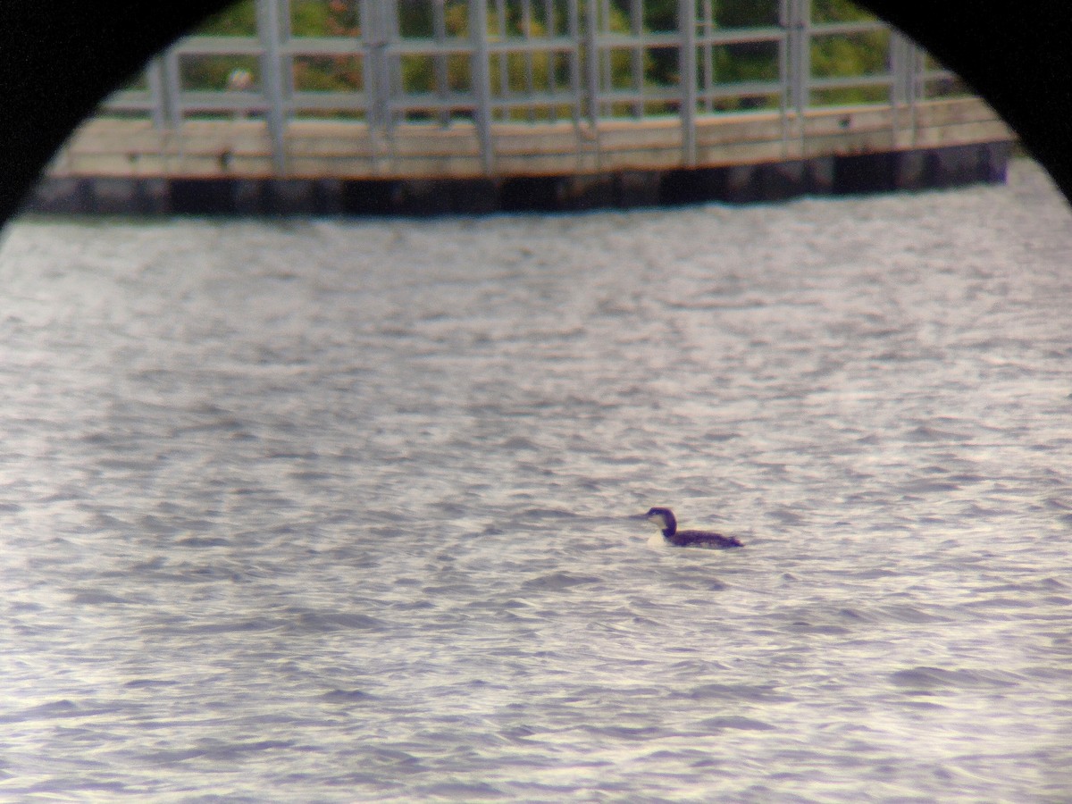 Plongeon huard - ML636587370