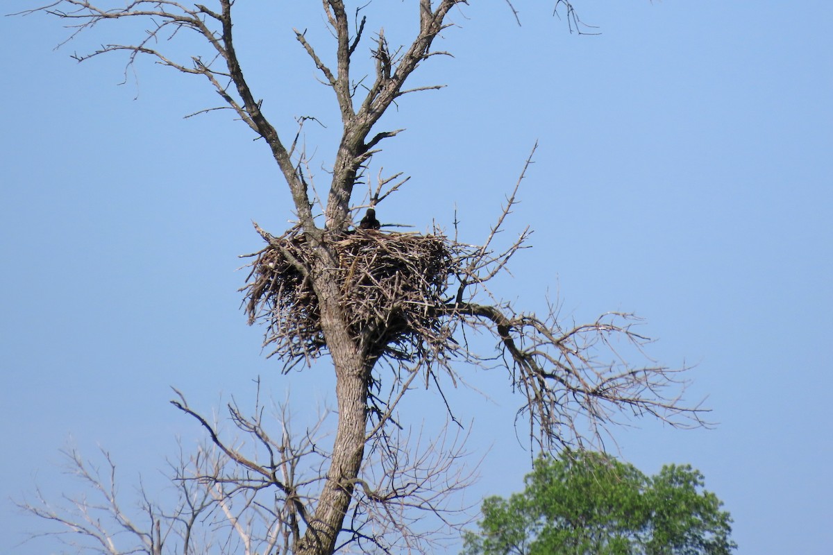 Bald Eagle - ML636587448