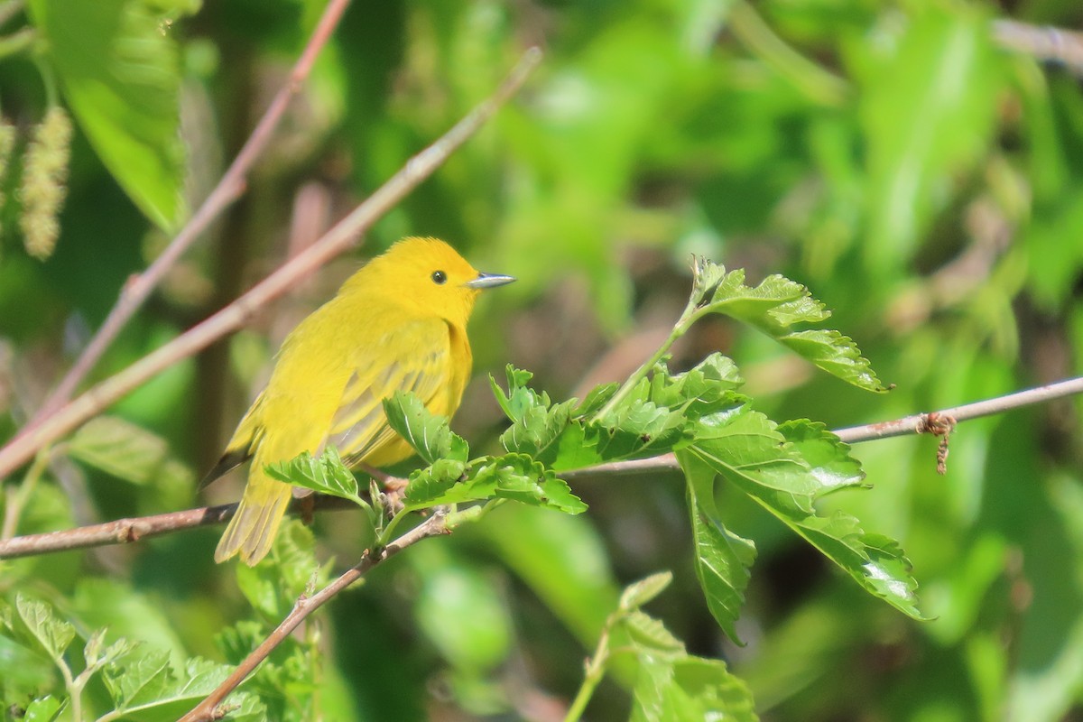 Yellow Warbler - ML636587632