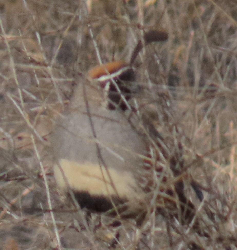 Gambel's Quail - ML636587633