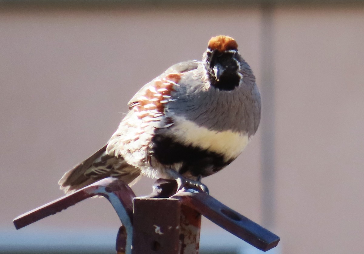 Gambel's Quail - ML636587634