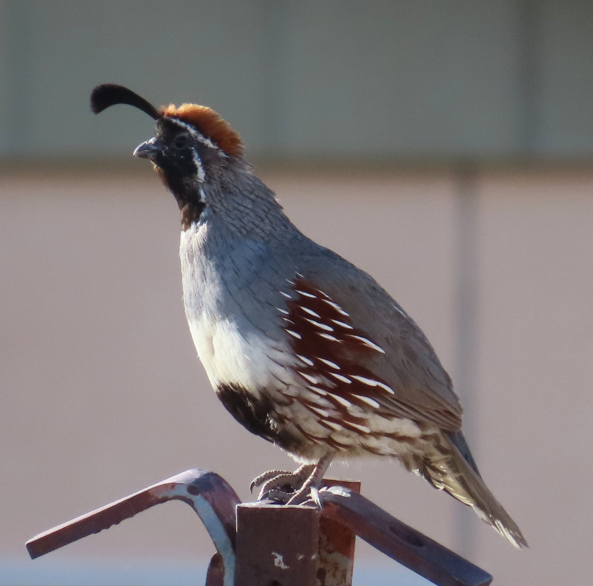 Gambel's Quail - ML636587635