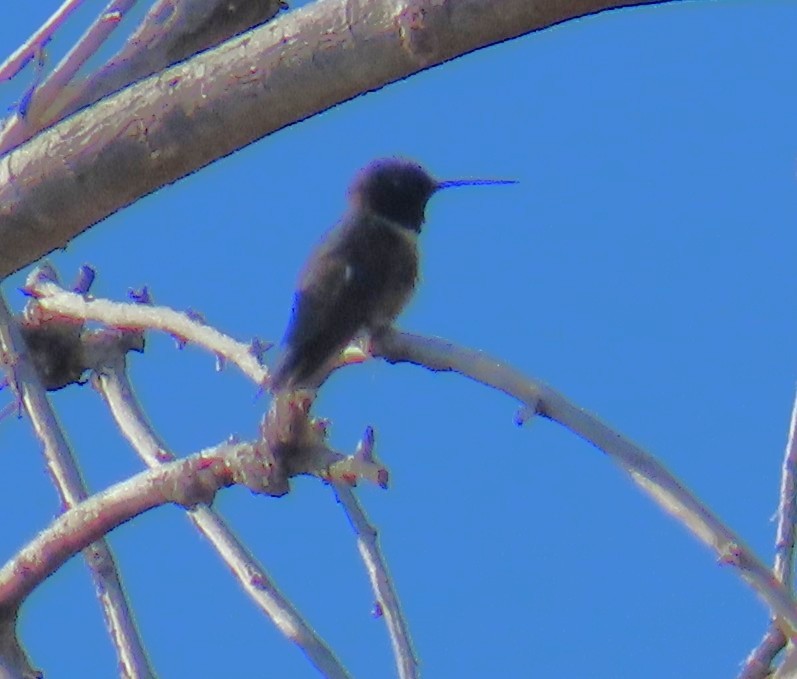 Black-chinned Hummingbird - ML636587657