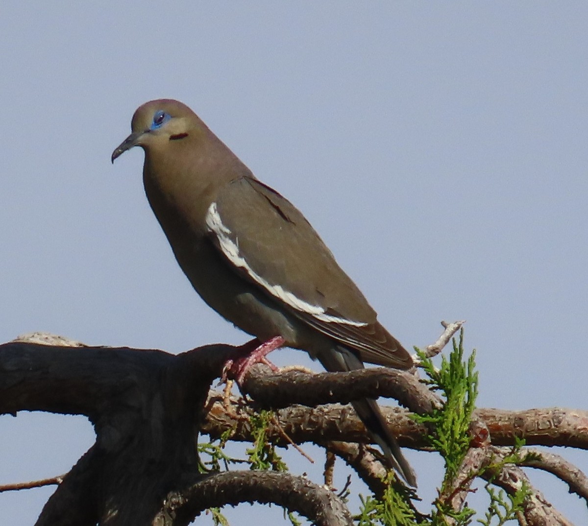 White-winged Dove - ML636587674