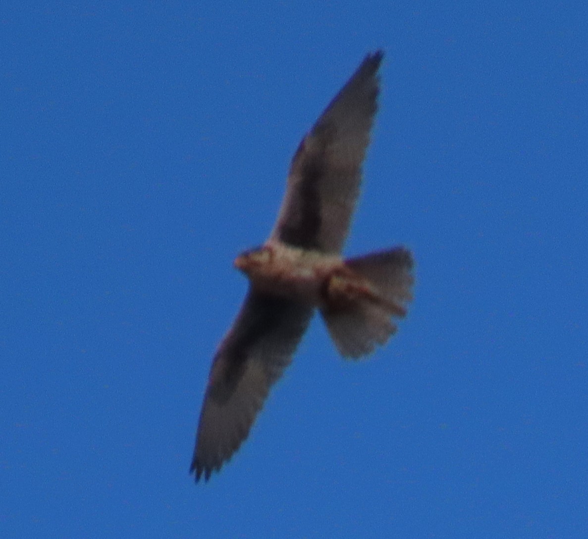 Prairie Falcon - ML636587738