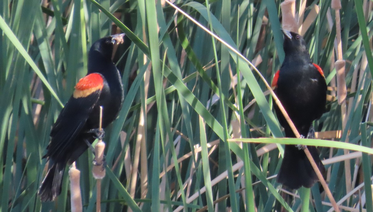 Red-winged Blackbird - ML636587784